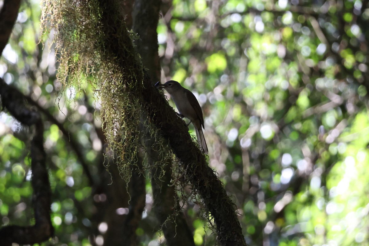 Yellow-streaked Greenbul (Yellow-streaked) - ML639410331