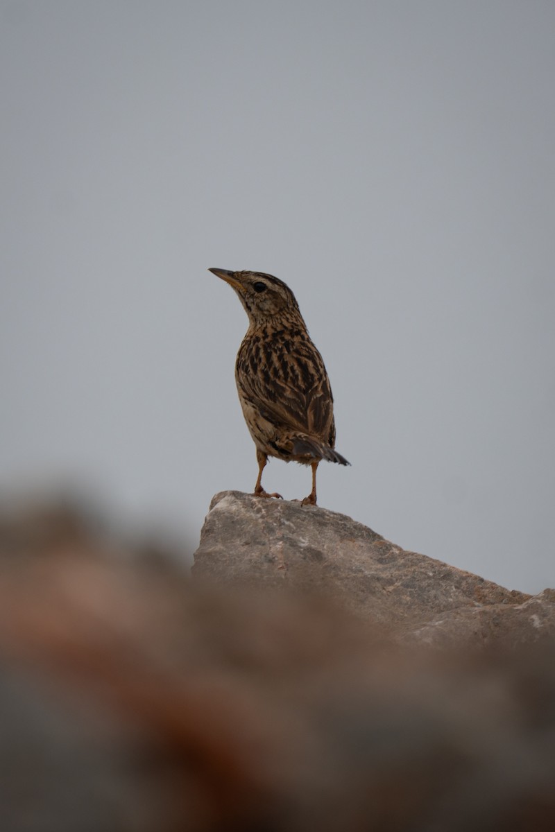 Upland Pipit - ML639410343