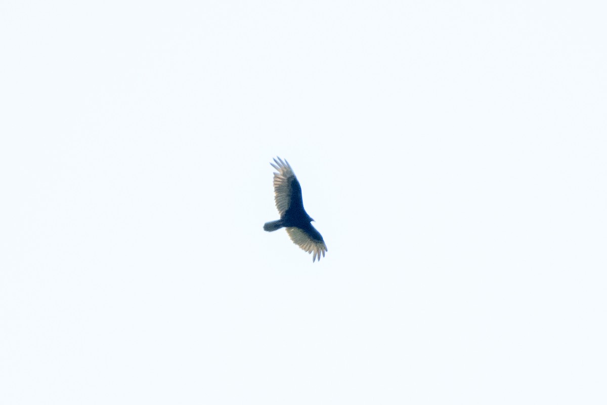 Turkey Vulture - ML639410362