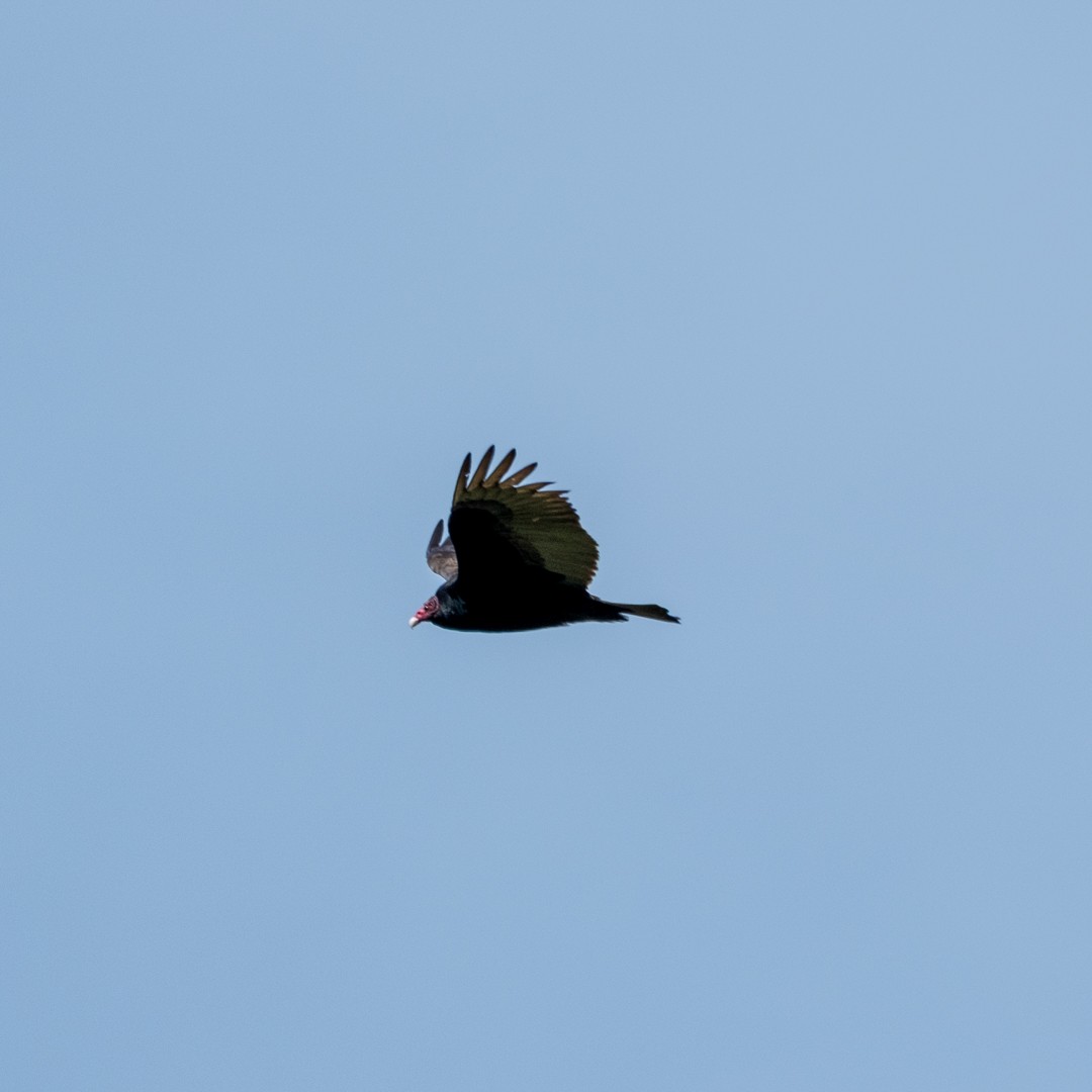 Turkey Vulture - ML639410399