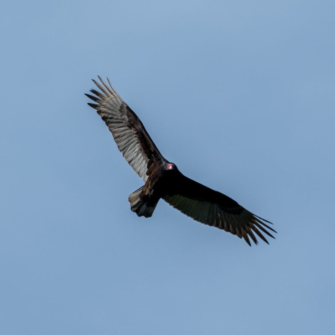 Turkey Vulture - ML639410400