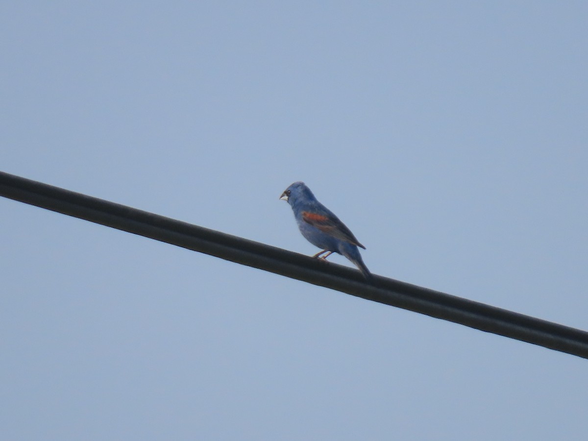 Blue Grosbeak - ML639410409