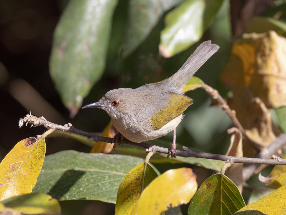 Green-backed Camaroptera (Gray-backed) - ML639410414