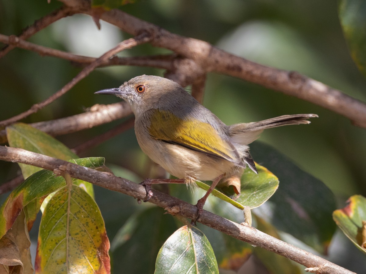 Green-backed Camaroptera (Gray-backed) - ML639410415