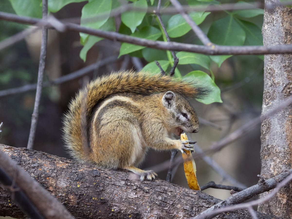 Congo Rope Squirrel - ML639410433