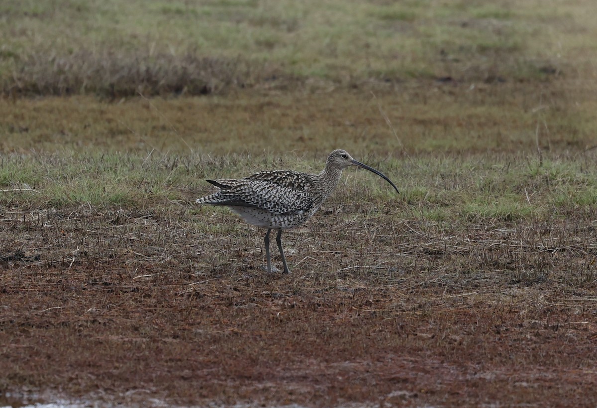 Eurasian Curlew - ML639410443