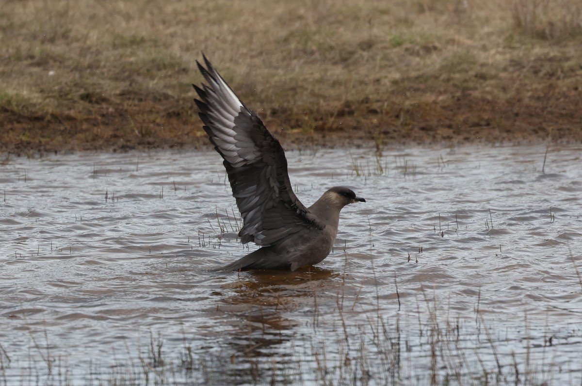 Parasitic Jaeger - ML639410457