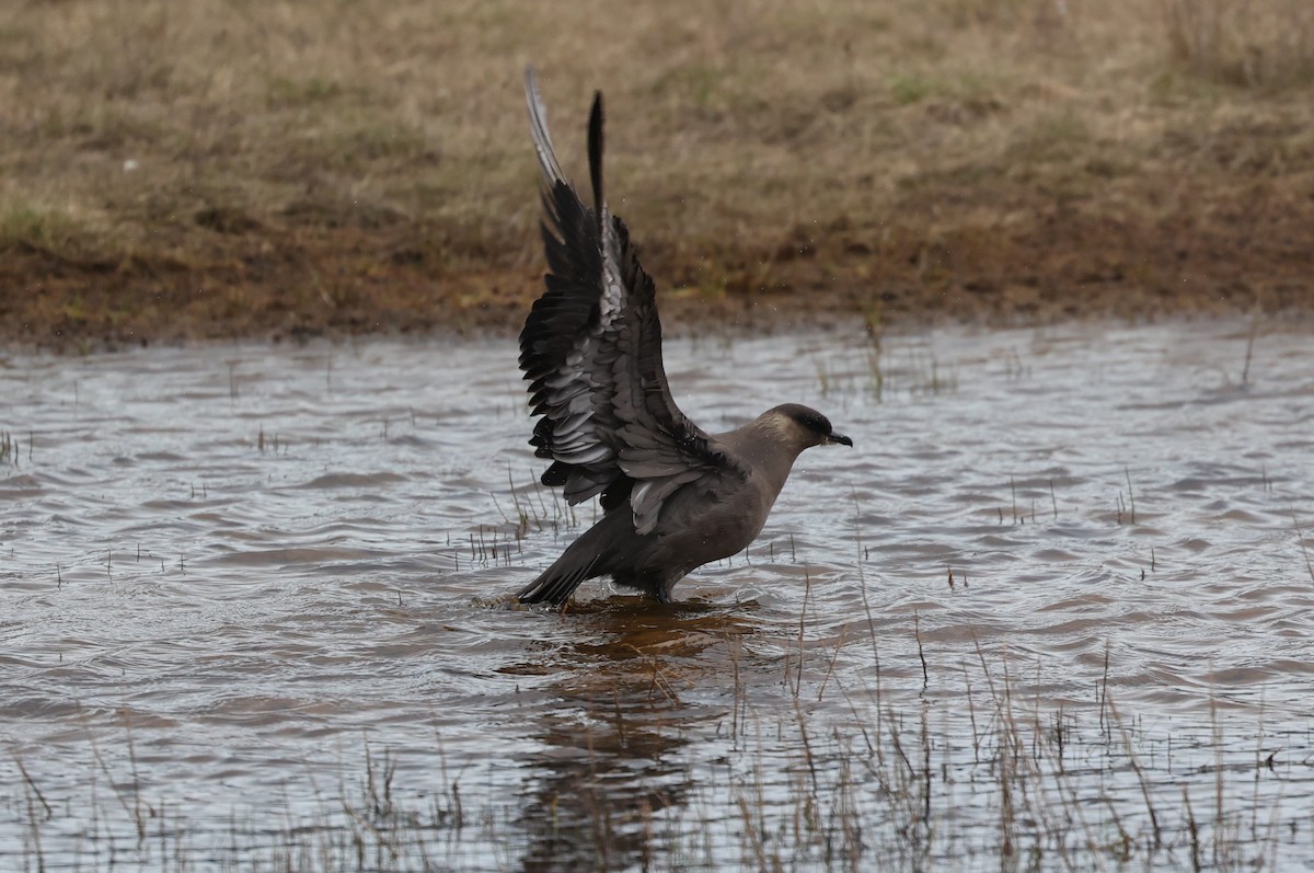 Parasitic Jaeger - ML639410458