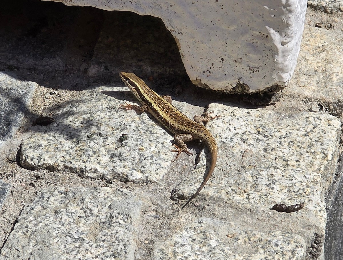 Kalahari Tree Skink - ML639410478