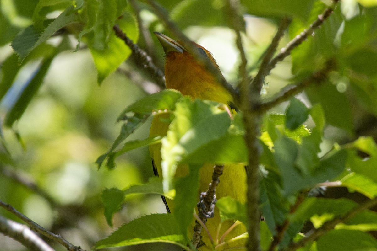 Western Tanager - ML639410493