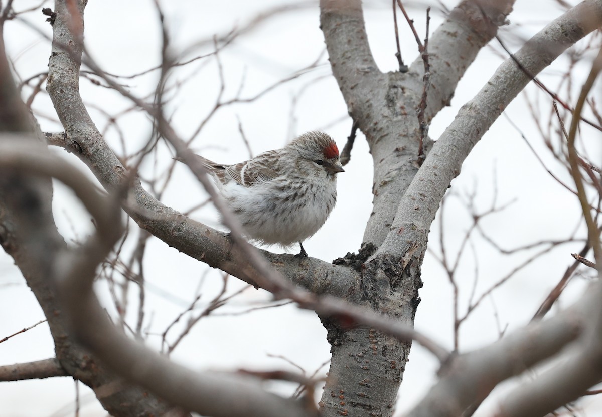 Redpoll (Hoary) - ML639410553