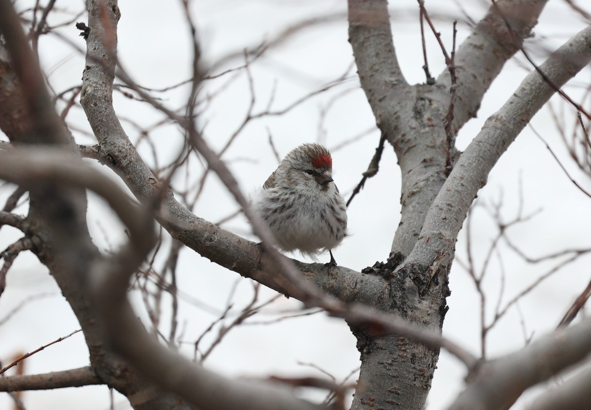 Redpoll (Hoary) - ML639410554