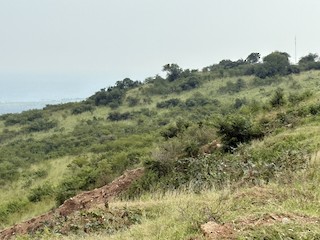 Butiaba Escarpment, Western, Uganda - eBird Hotspot