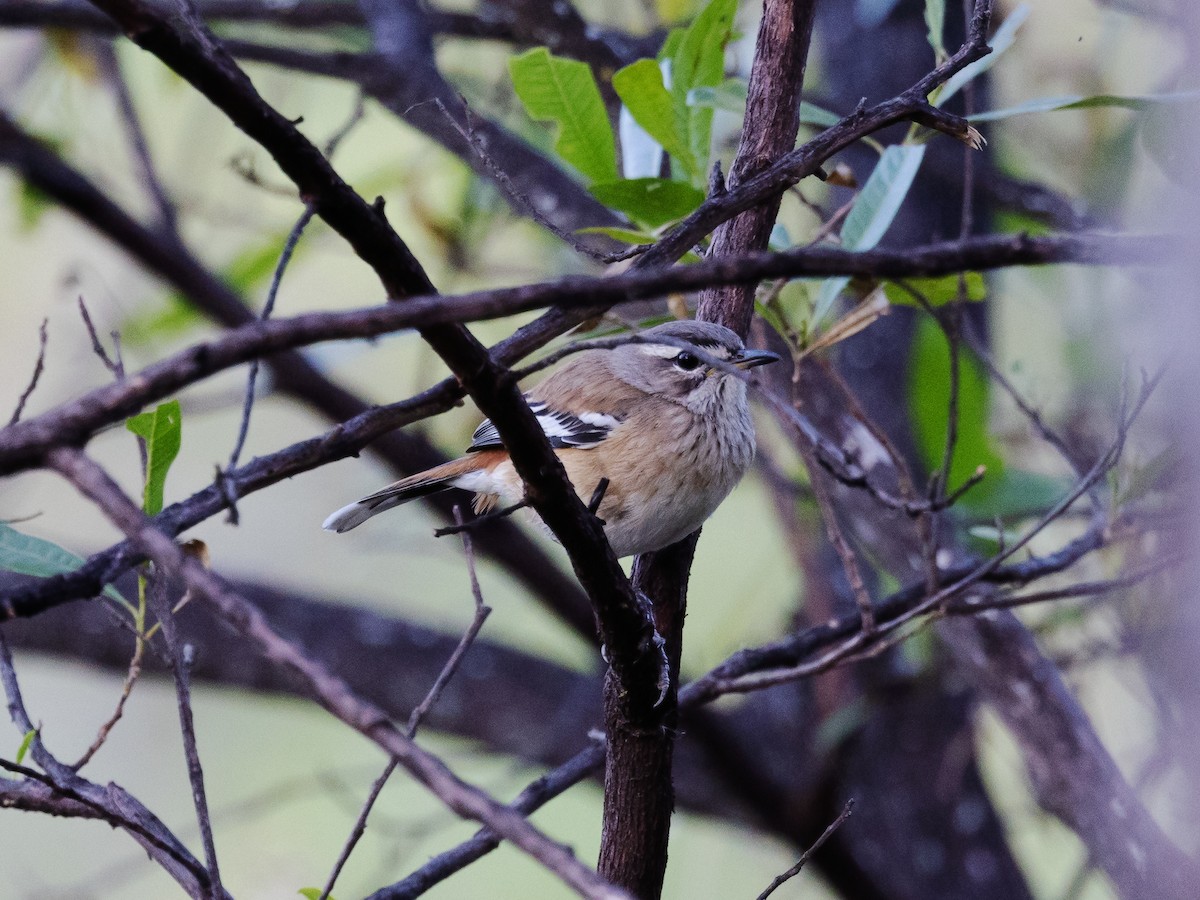 White-browed Scrub-Robin - ML639410581