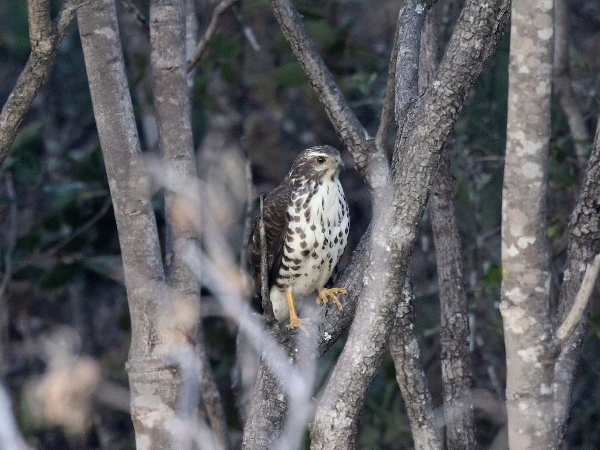 African Goshawk - ML639410594