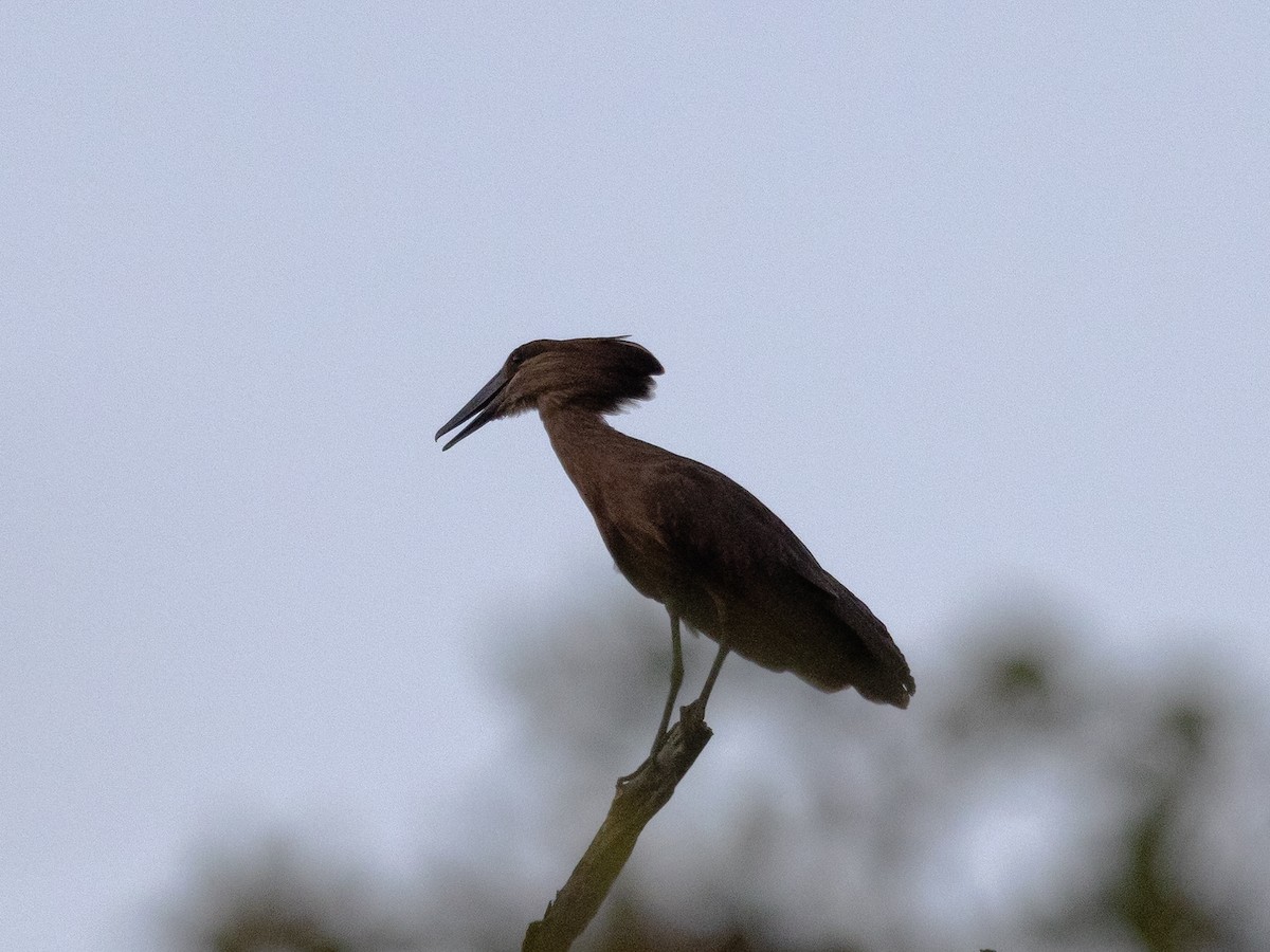 Hamerkop - ML639410605