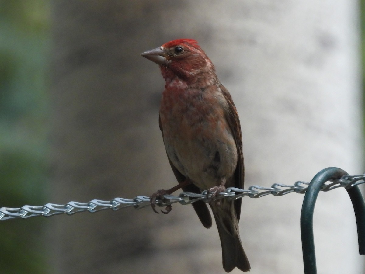 Cassin's Finch - ML639410730