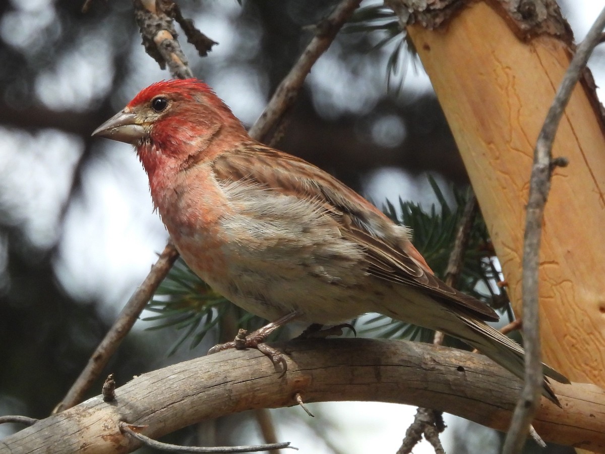 Cassin's Finch - ML639410731