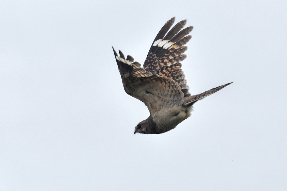 Savanna Nightjar (Northern) - ML639410740