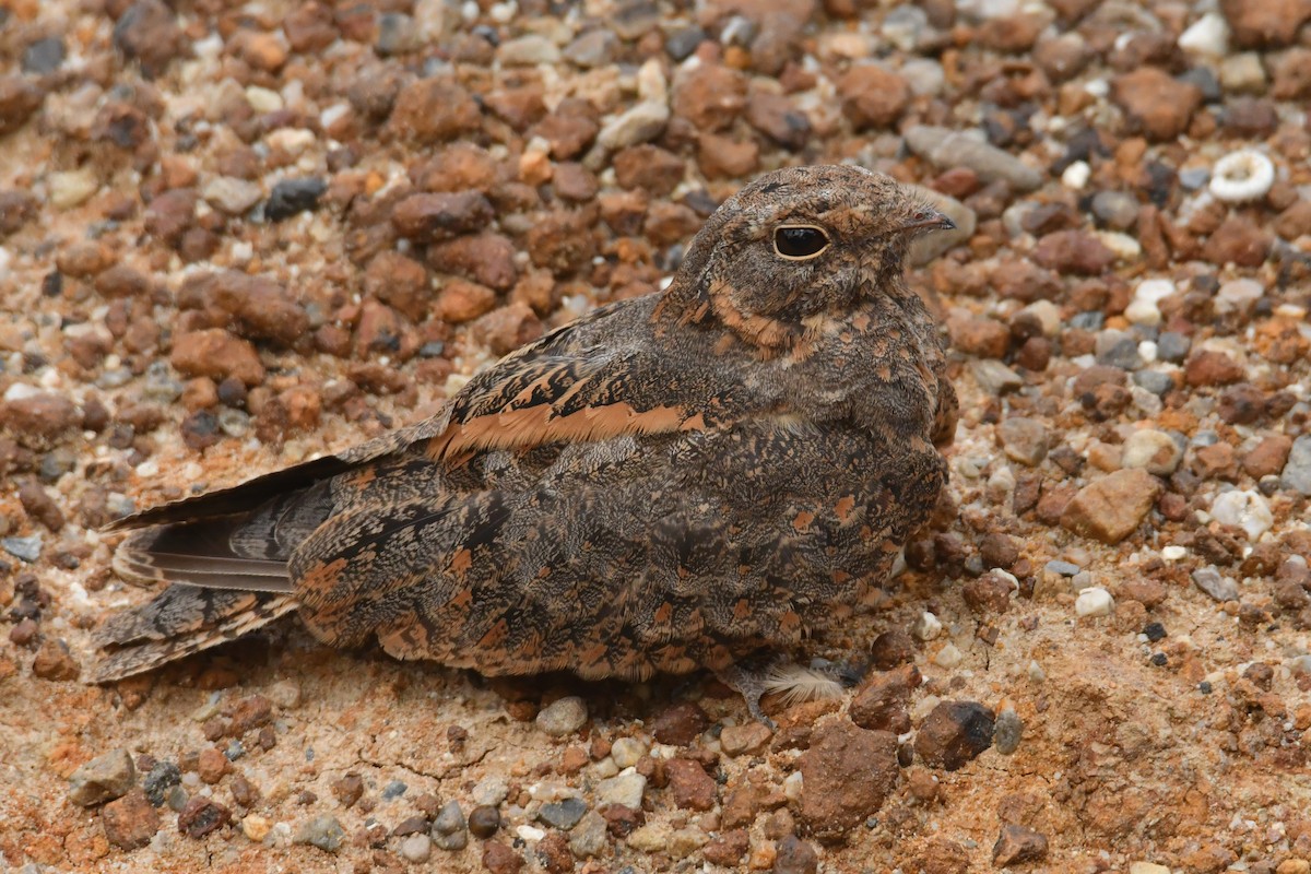 Savanna Nightjar (Northern) - ML639410741