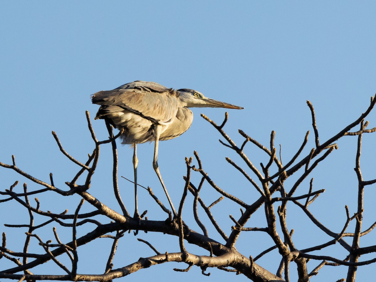Gray Heron - ML639410761