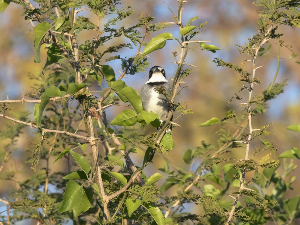 White-tailed Shrike - ML639410792
