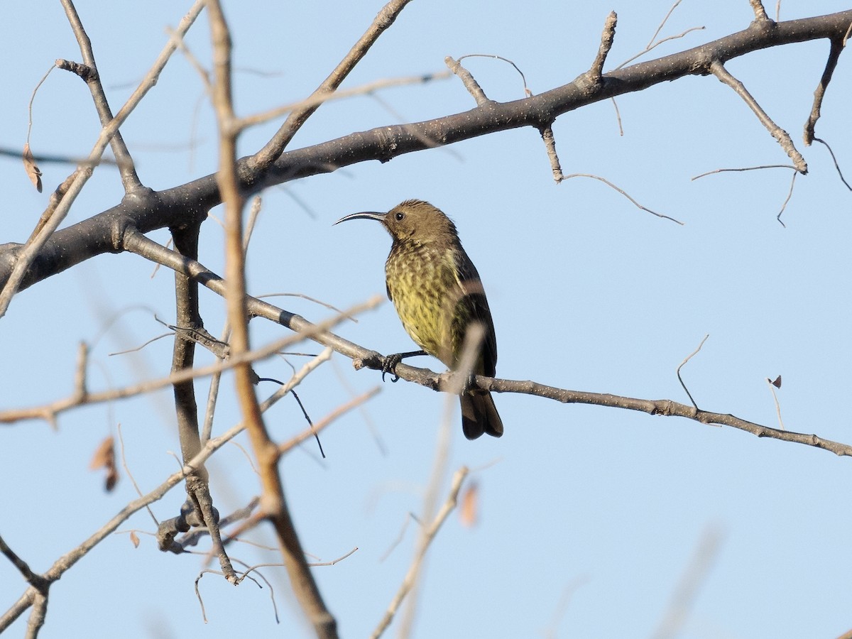 Marico Sunbird - ML639410813