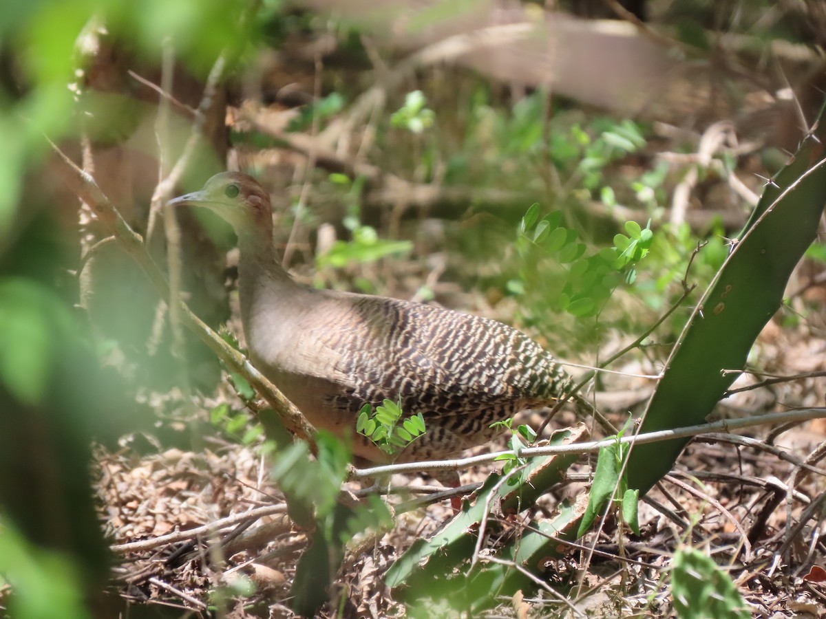 Red-legged Tinamou - ML639410825