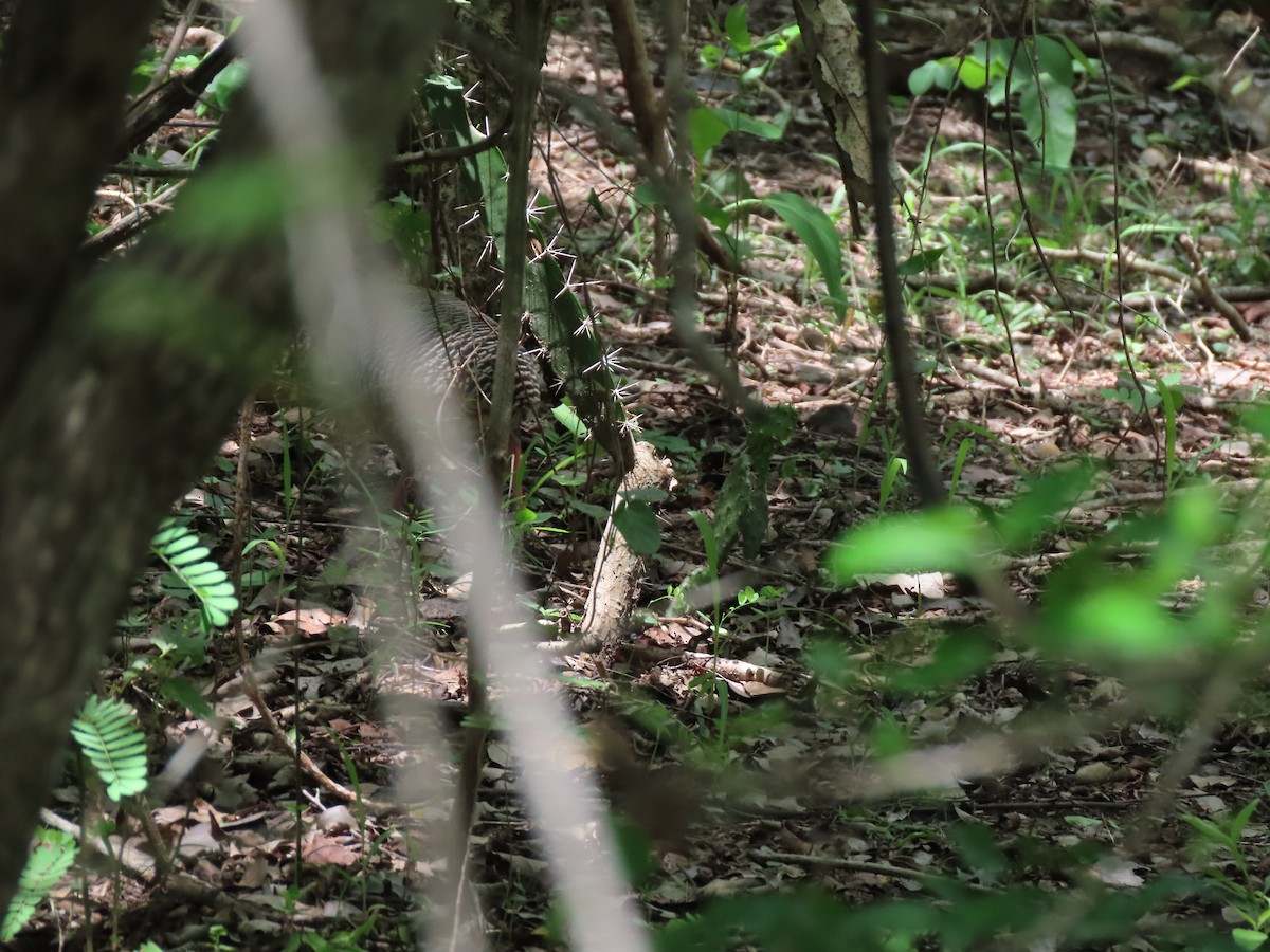 Red-legged Tinamou - ML639410827