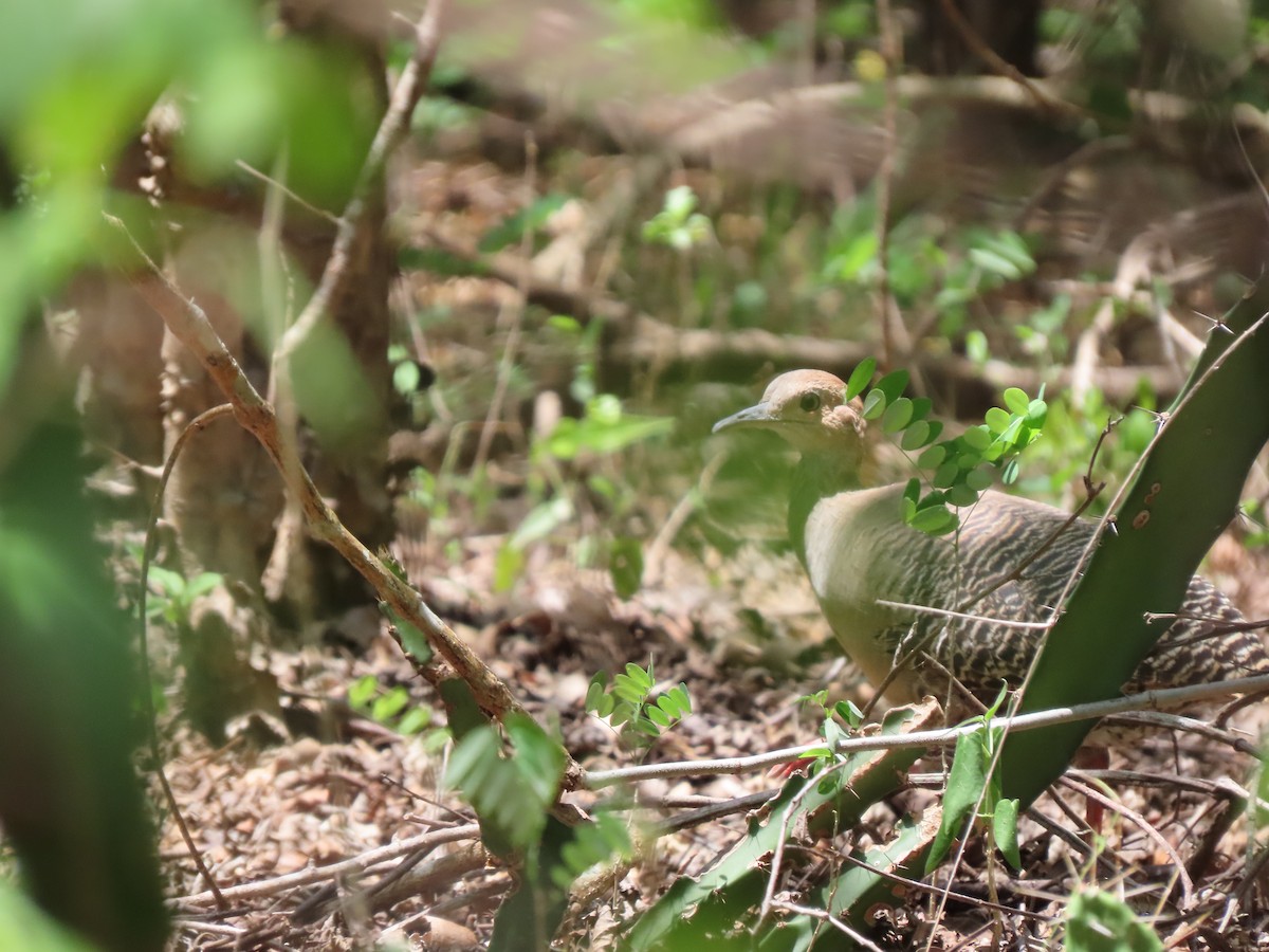 Red-legged Tinamou - ML639410828