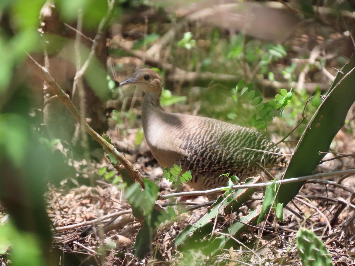 Red-legged Tinamou - ML639410830