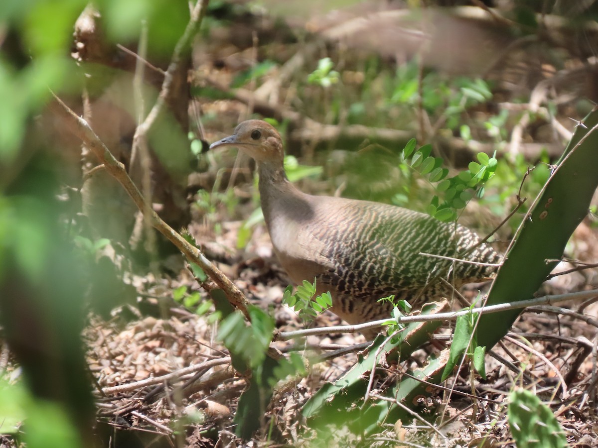 Red-legged Tinamou - ML639410831