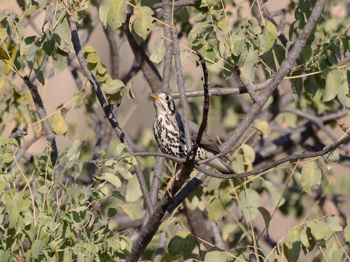 Groundscraper Thrush - ML639410832