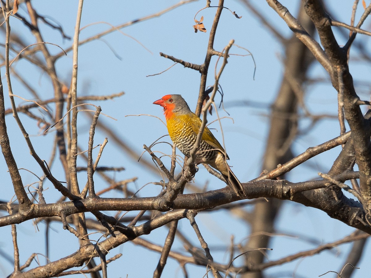 Green-winged Pytilia - ML639410859