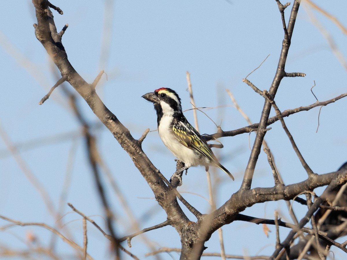 Pied Barbet - ML639410882