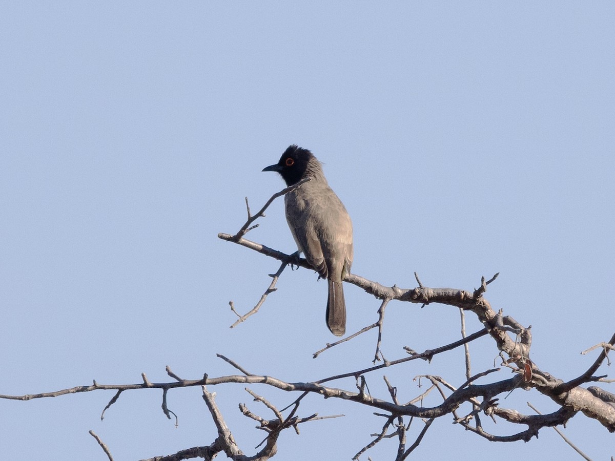 Black-fronted Bulbul - ML639410890