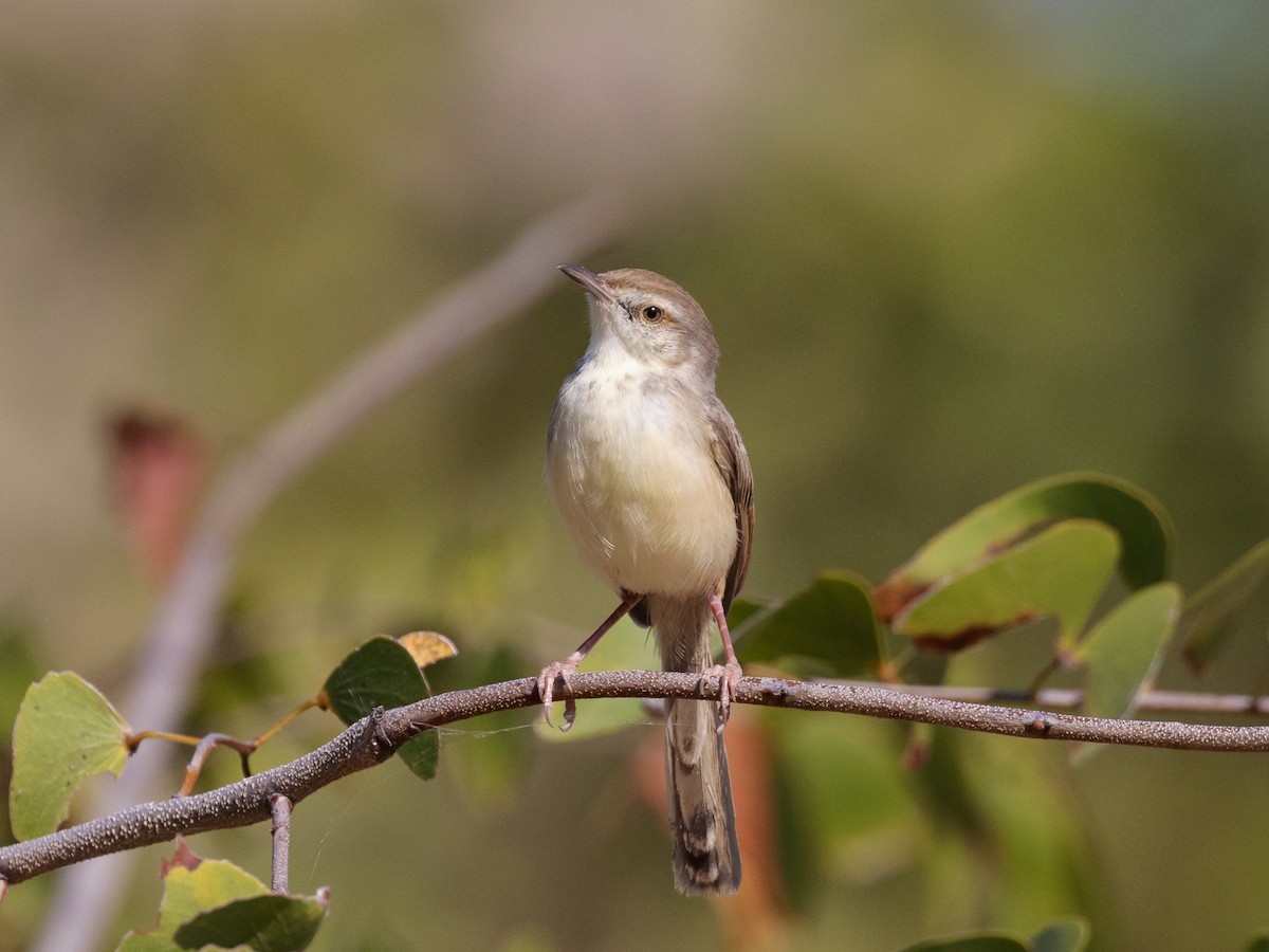 Black-chested Prinia - ML639410909