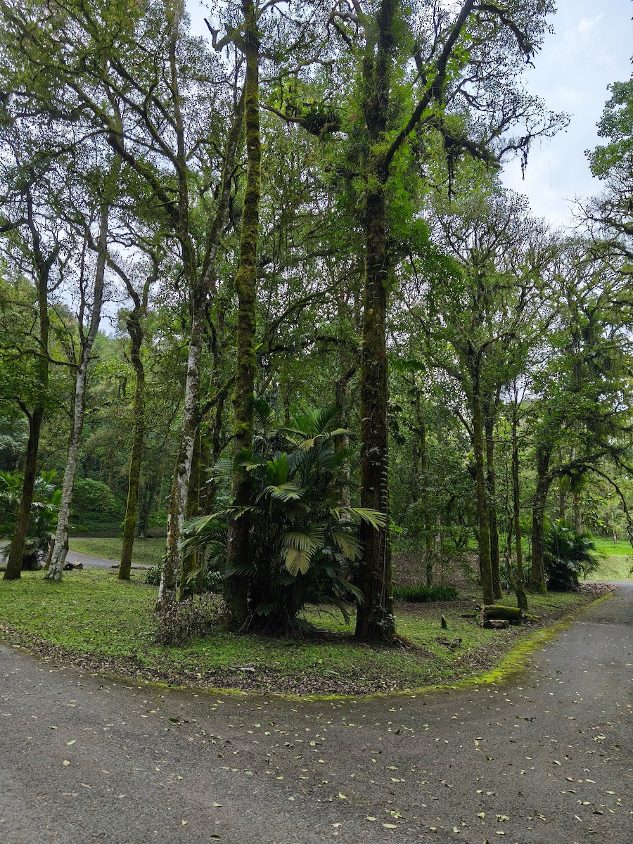 null - ML639410938