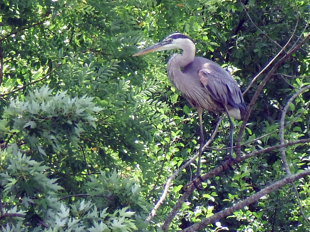 Great Blue Heron - ML639410949
