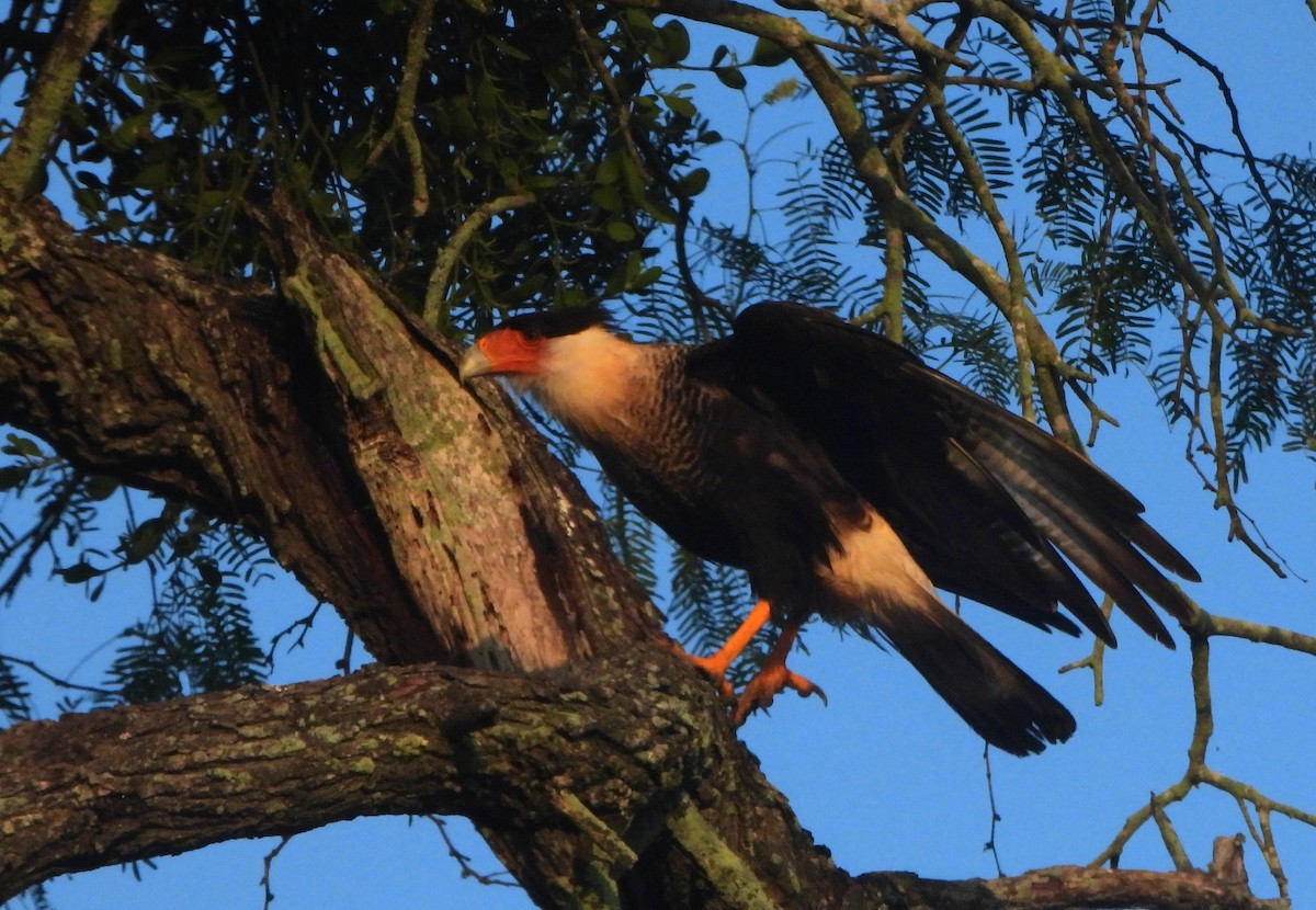 Crested Caracara (Northern) - ML639410953
