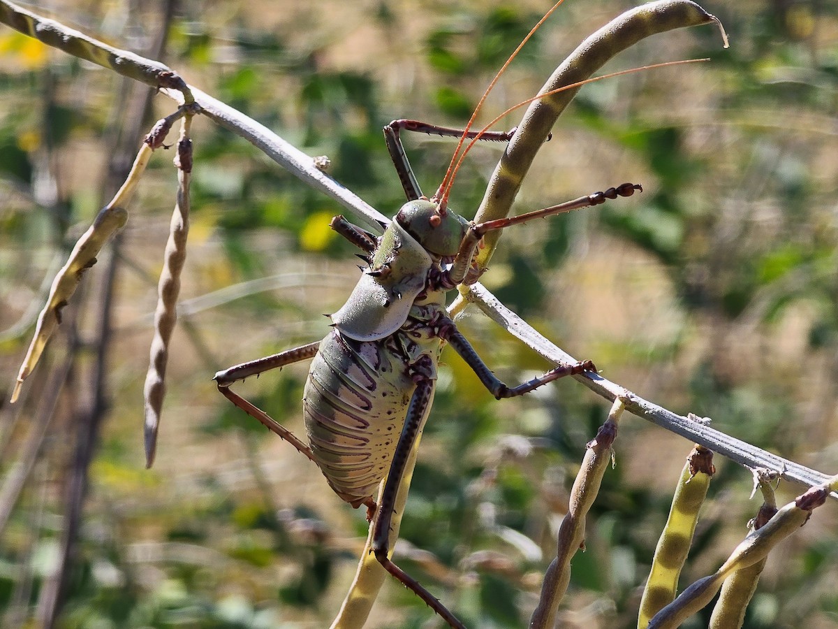 Brown Armoured Corncricket - ML639410954