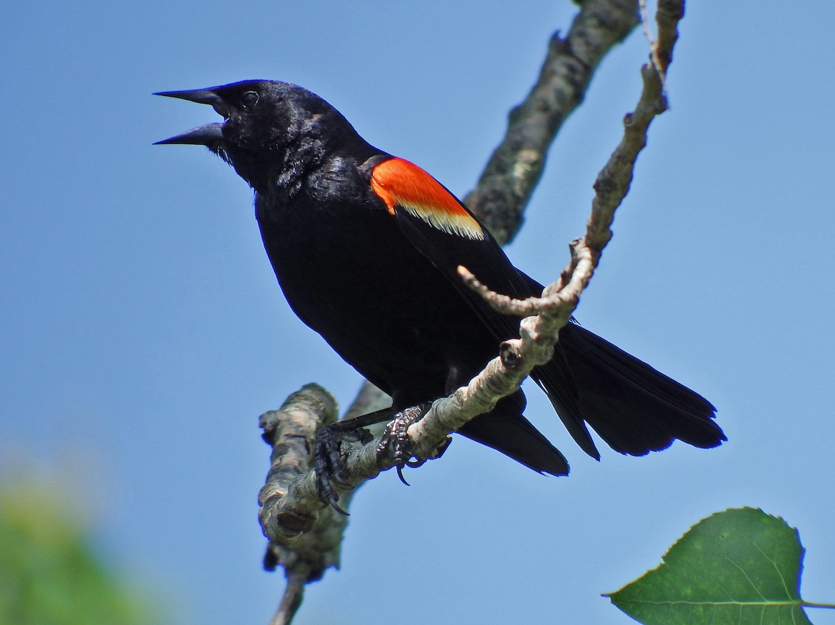Red-winged Blackbird - ML639410965