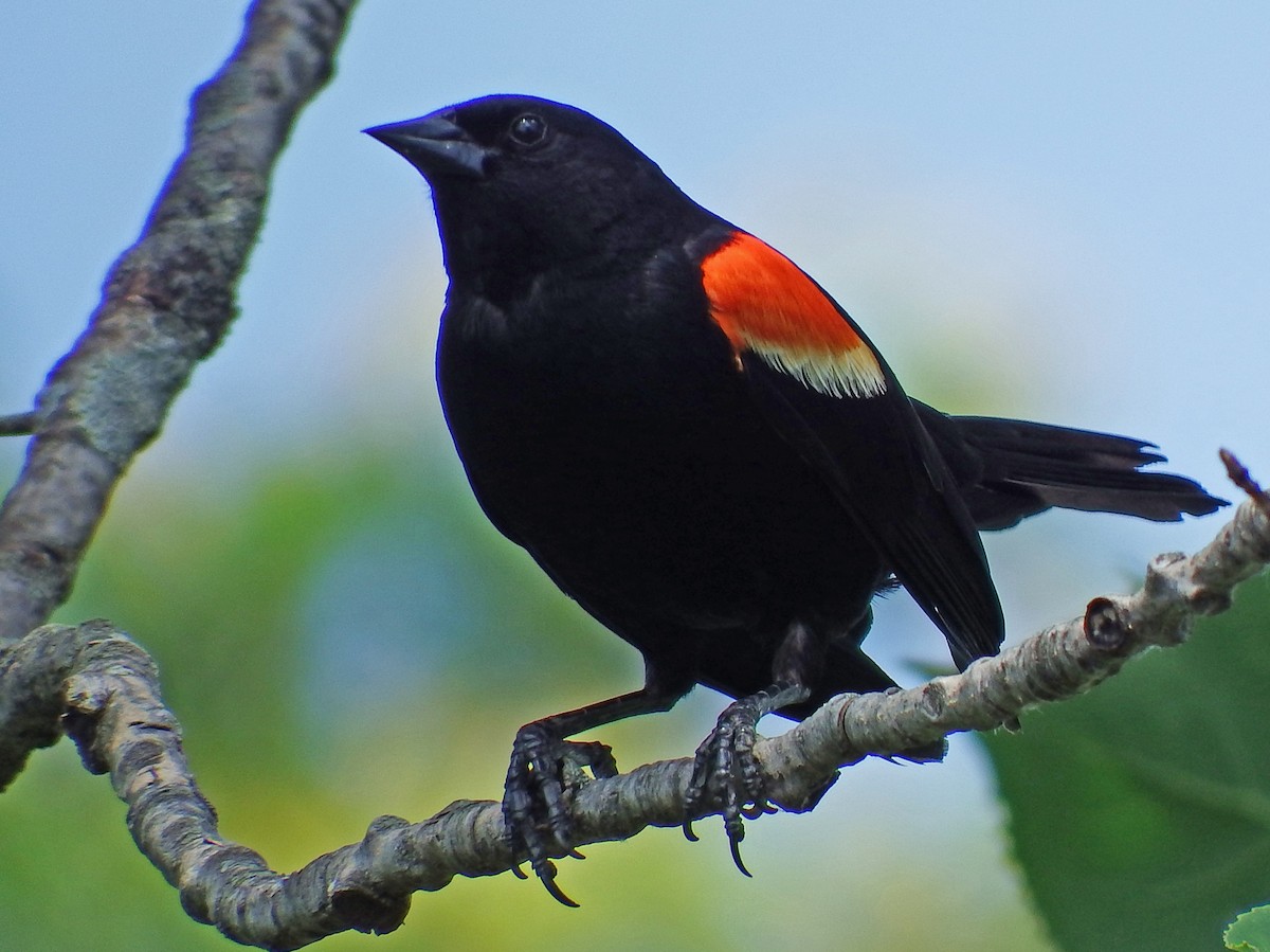 Red-winged Blackbird - ML639410966