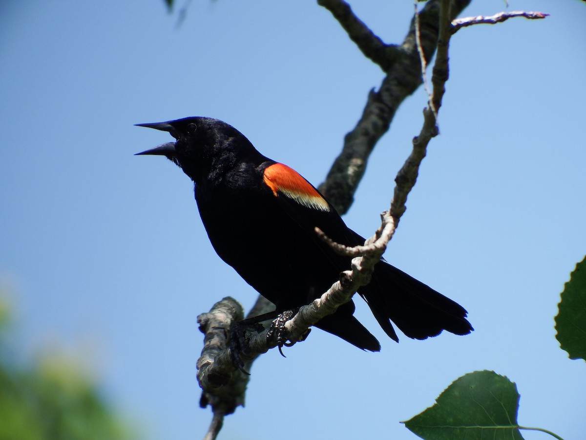 Red-winged Blackbird - ML639410967