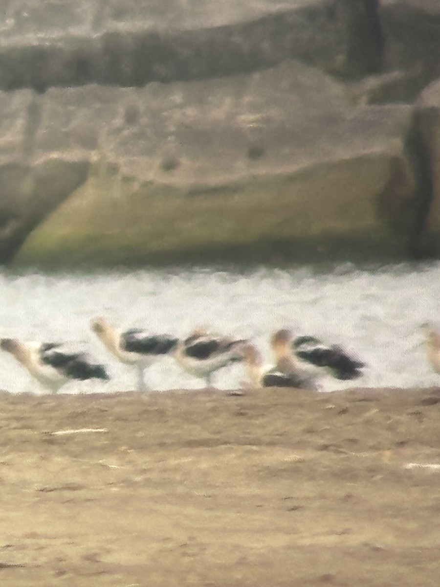 American Avocet - ML639410970