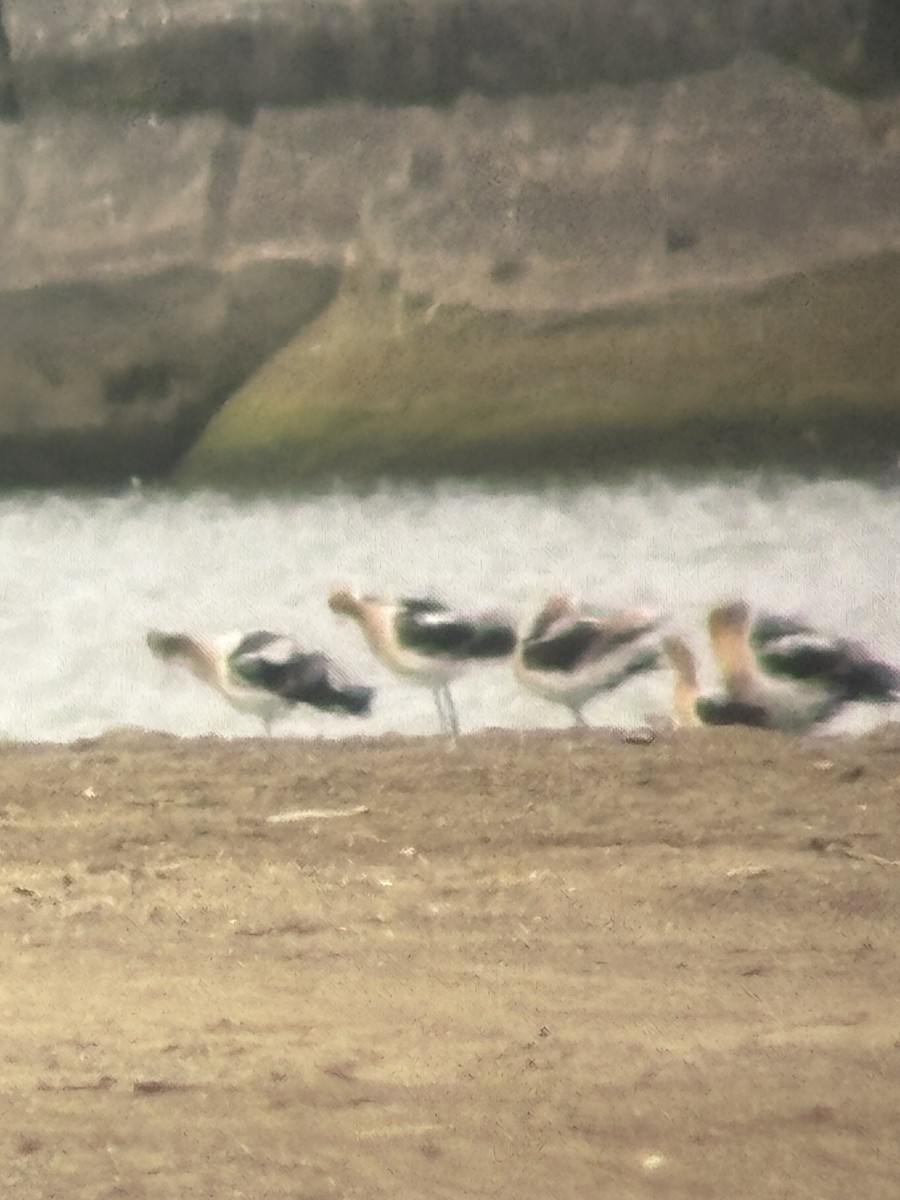 American Avocet - ML639410971