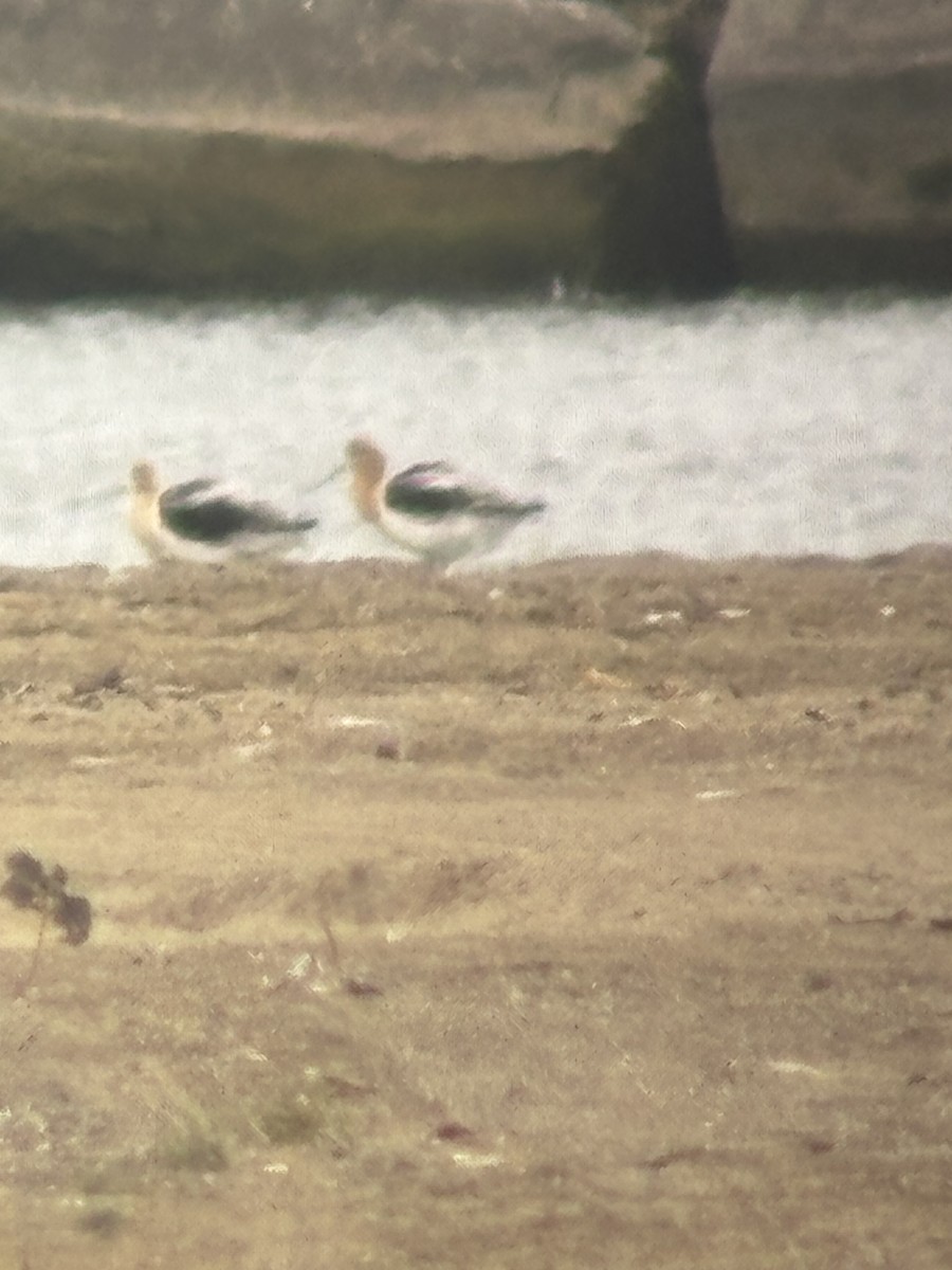 American Avocet - ML639410972