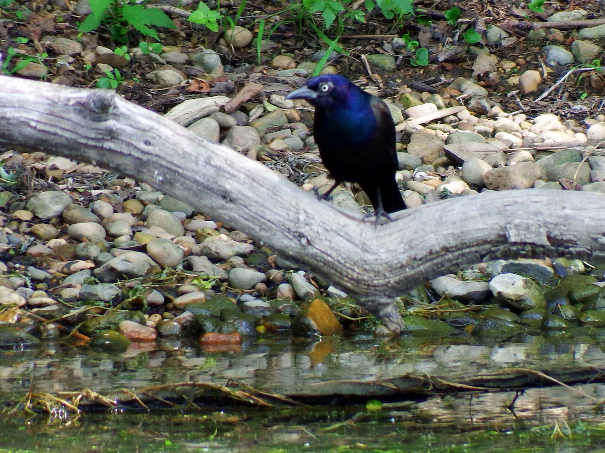 Common Grackle - ML639410975