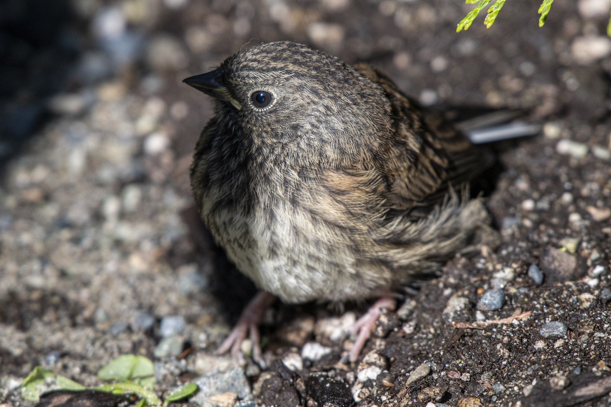 Spotted Towhee - ML639410996