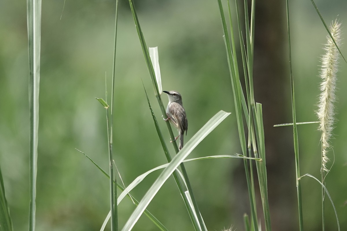 Tawny-flanked Prinia - ML639411033